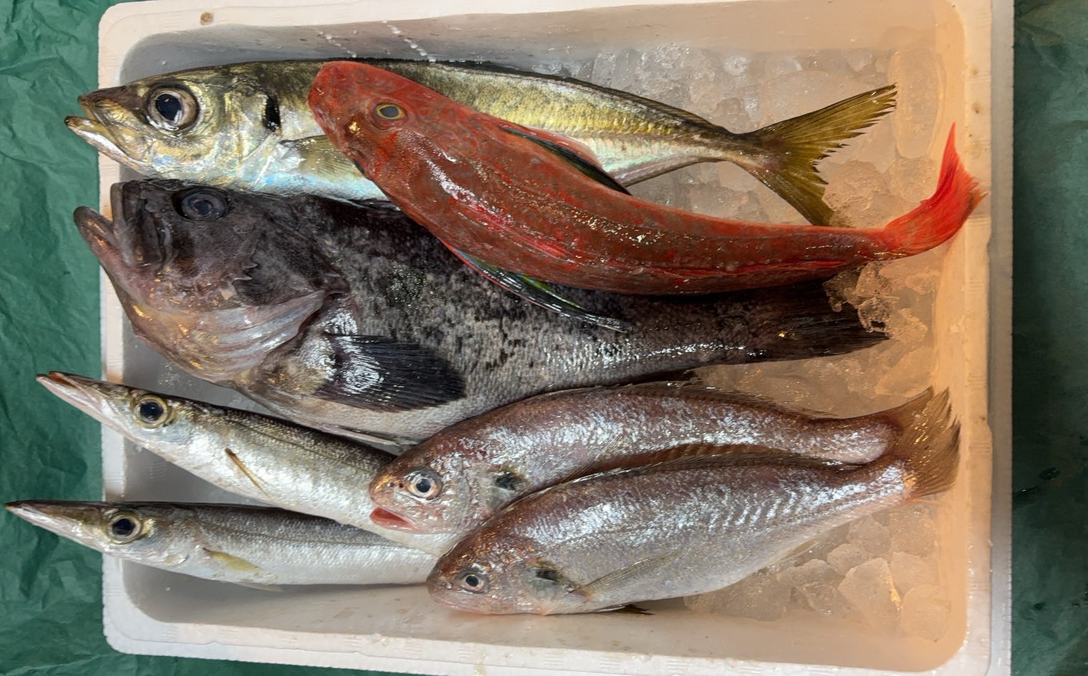 季節の魚介類を定期でお届け